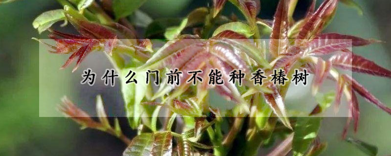 為什麼門前不能種香椿樹