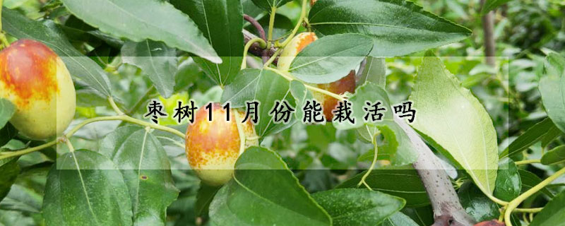 棗樹11月份能栽活嗎