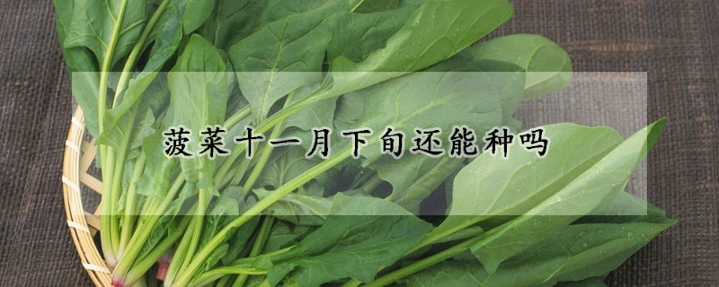 菠菜十一月下旬還能種嗎