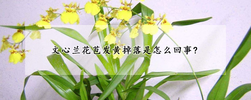 文心蘭花苞發黃掉落是怎麼回事?