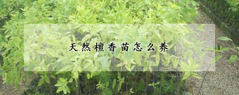 天然檀香苗怎麼養