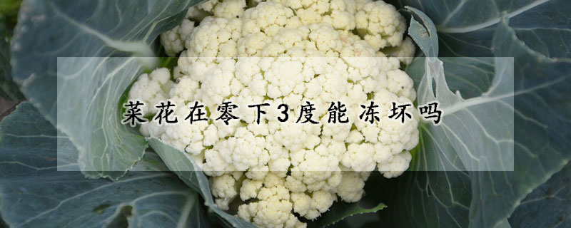 菜花在零下3度能凍壞嗎