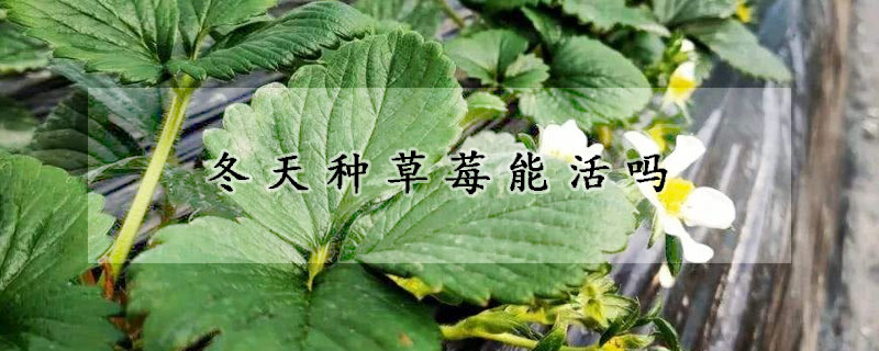 冬天種草莓能活嗎