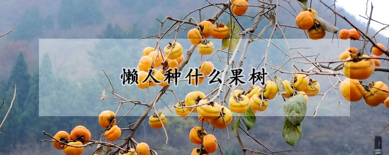 懶人種什麼果樹