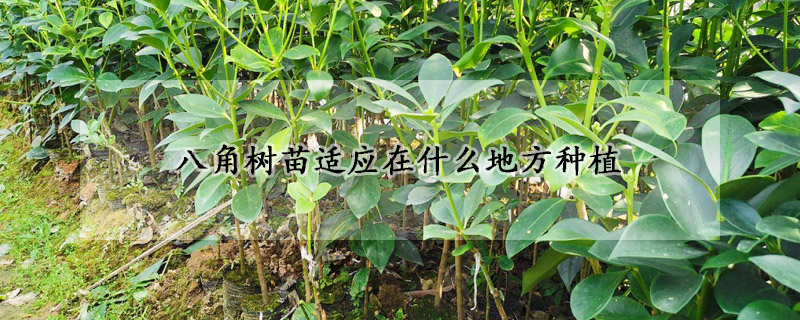 八角樹苗適應在什麼地方種植