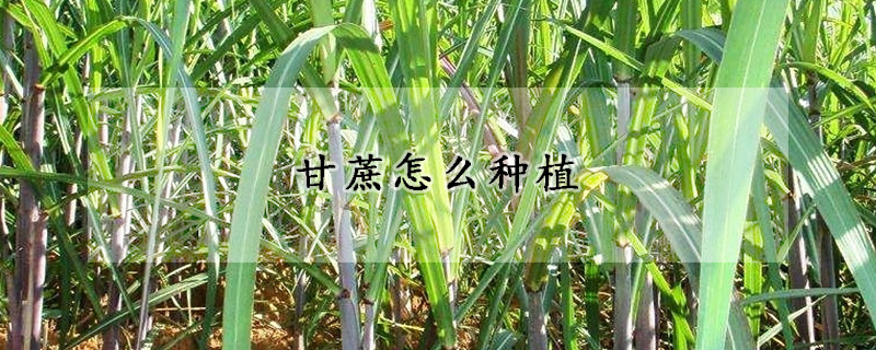 甘蔗怎麼種植