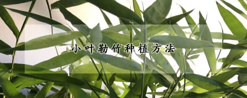 小葉勒竹種植方法