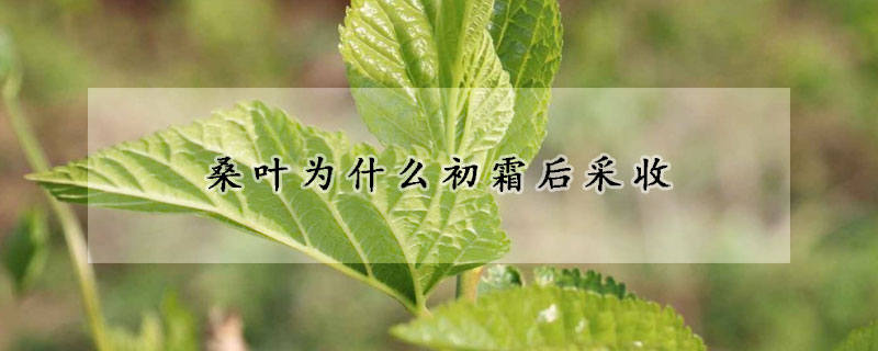 桑葉為什麼初霜後采收