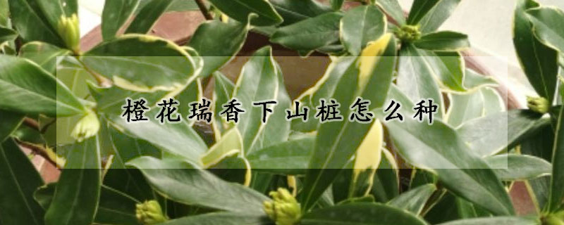 橙花瑞香下山樁怎麼種