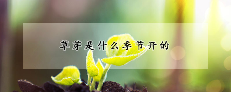 草芽是什麼季節開的