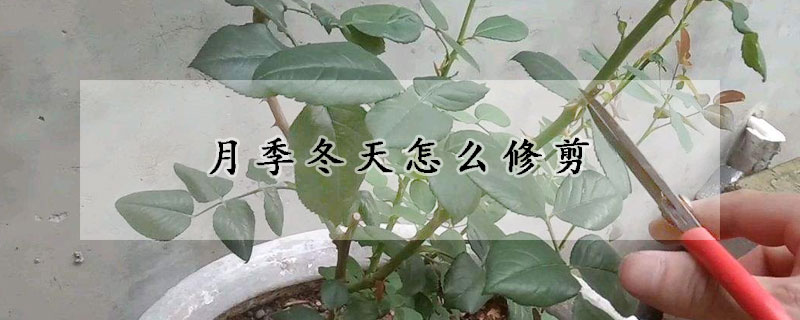 月季冬天怎麼修剪