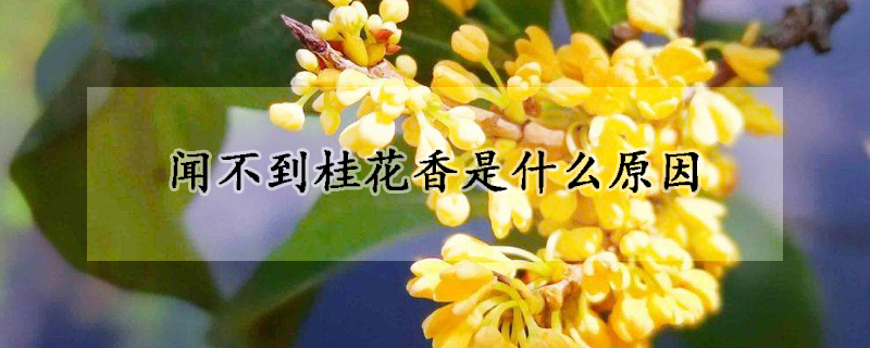 聞不到桂花香是什麼原因