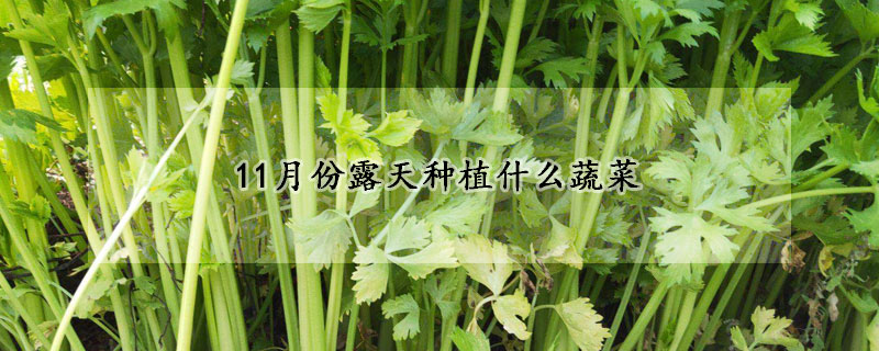 11月份露天種植什麼蔬菜