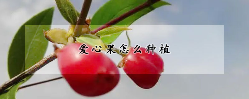 愛心果怎麼種植