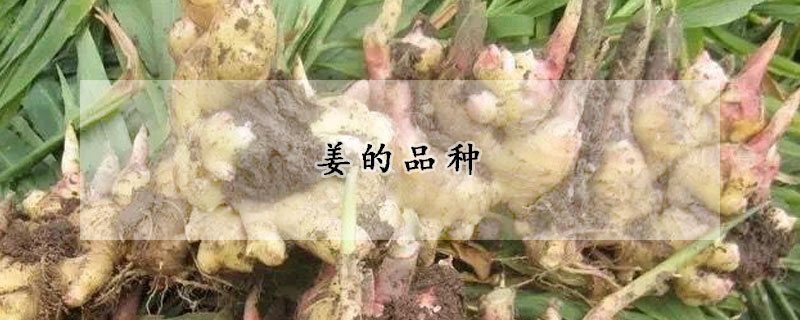 薑的品種