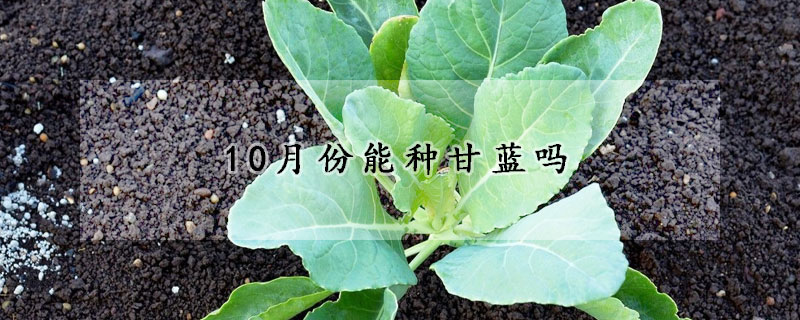 10月份能種甘藍嗎