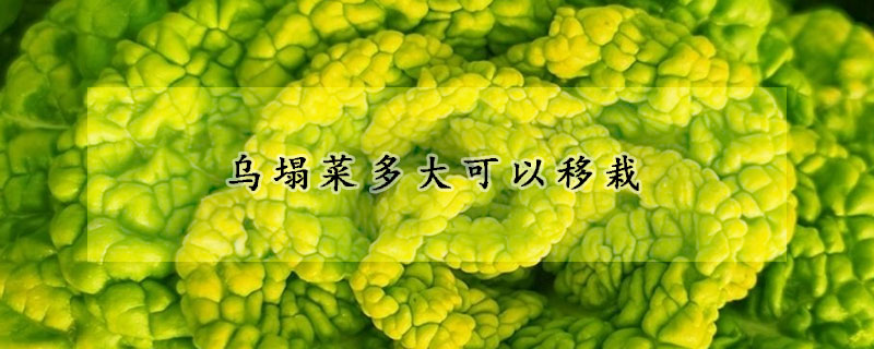 烏塌菜多大可以移栽