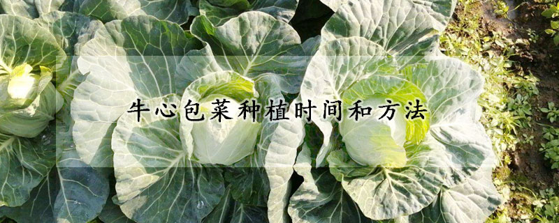 牛心包菜種植時間和方法