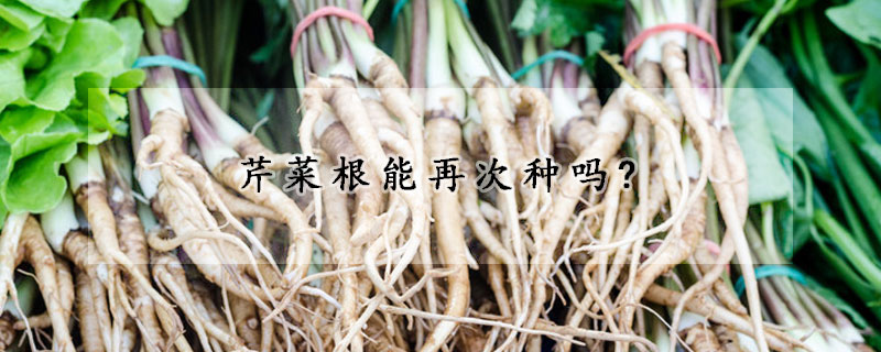 芹菜根能再次種嗎?