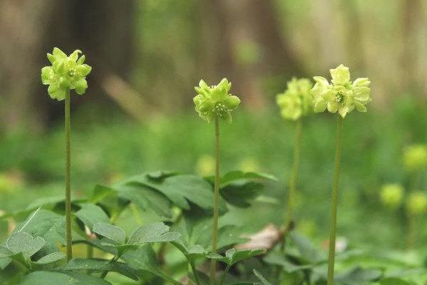 五福臨門花的養殖方法