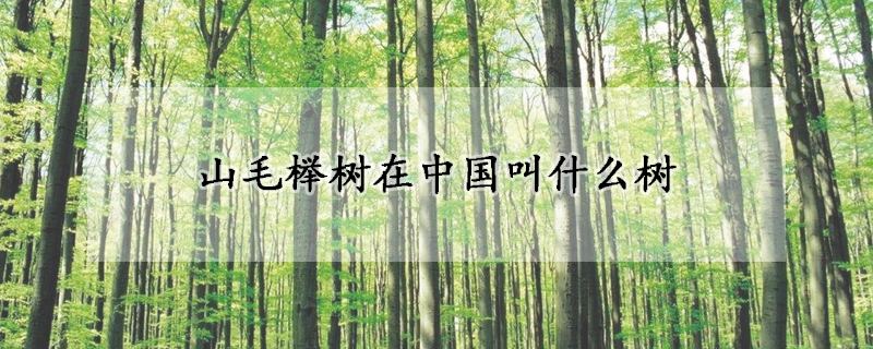 山毛櫸樹在中國叫什麼樹