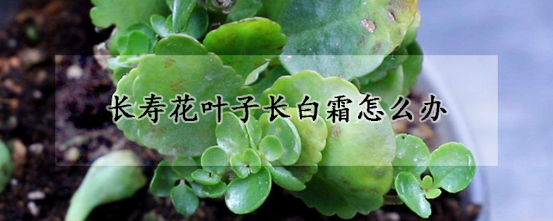 長壽花葉子長白霜怎麼辦