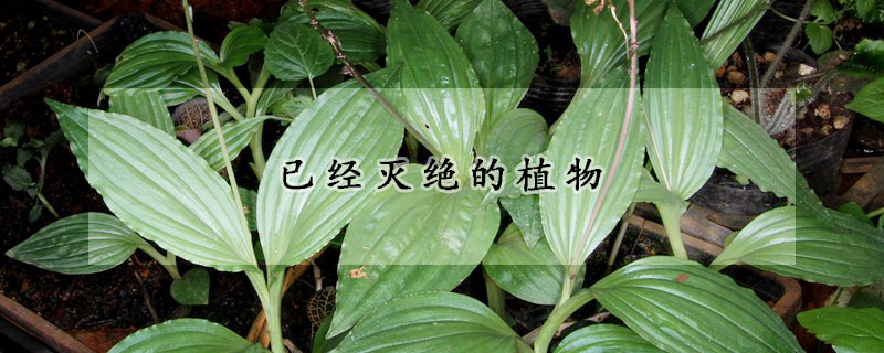 已經滅絕的植物