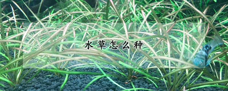 水草怎麼種