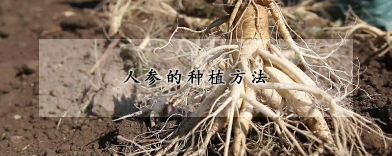 人參的種植方法