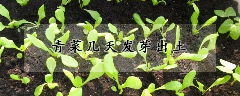 青菜幾天發芽出土