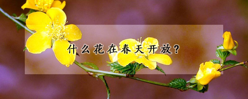 什麼花在春天開放?