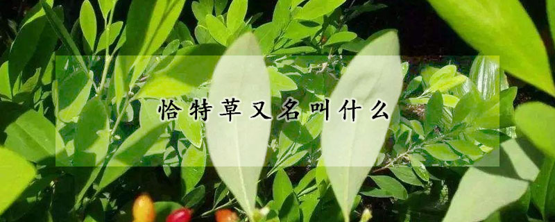 恰特草又名叫什麼