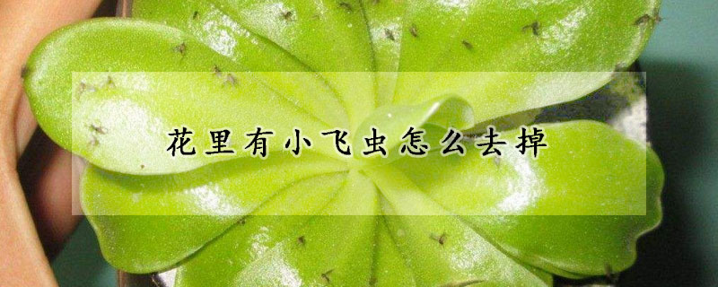 花裏有小飛蟲怎麼去掉