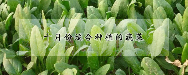 十月份適合種植的蔬菜