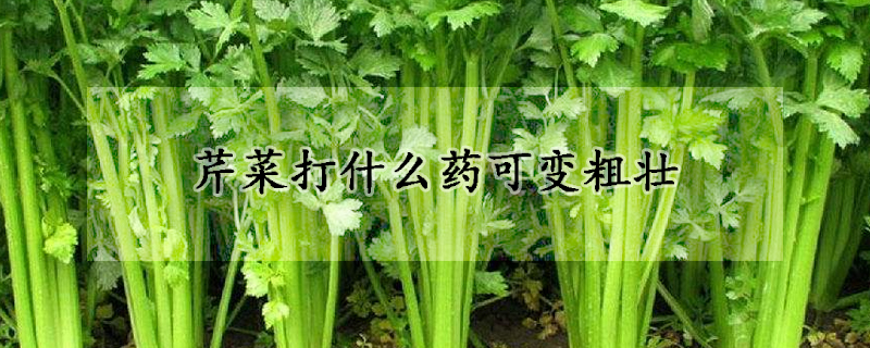 芹菜打什麼藥可變粗壯