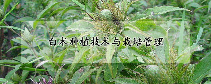 白術種植技術與栽培管理