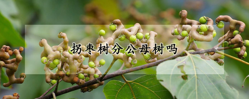 拐棗樹分公母樹嗎