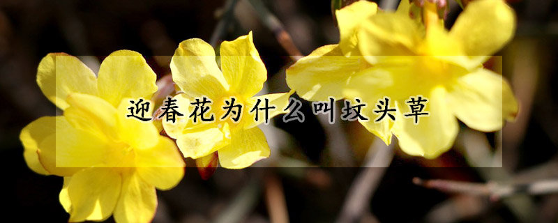 迎春花為什麼叫墳頭草