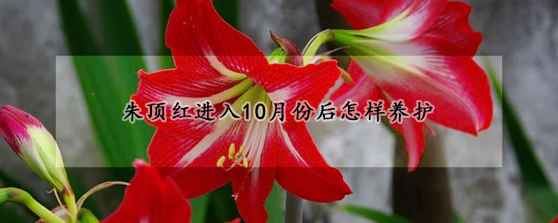 朱頂紅進入10月份後怎樣養護