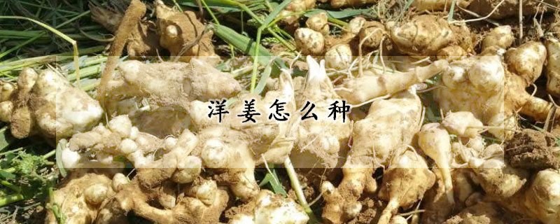 洋薑怎麼種