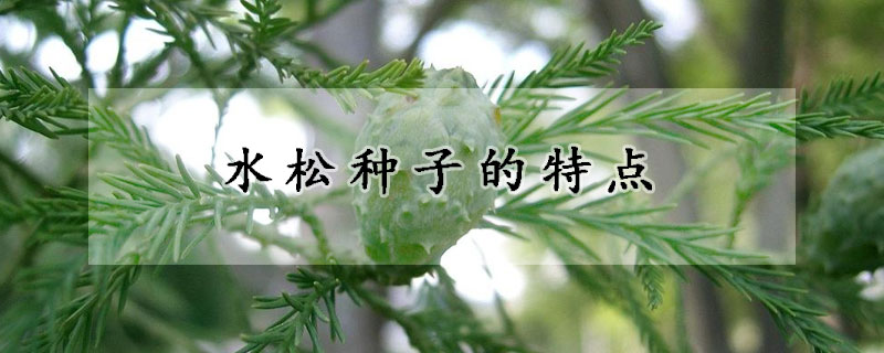 水鬆種子的特點