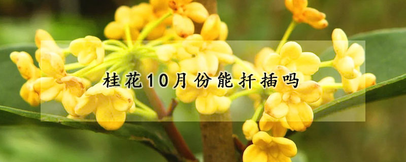 桂花10月份能扡插嗎