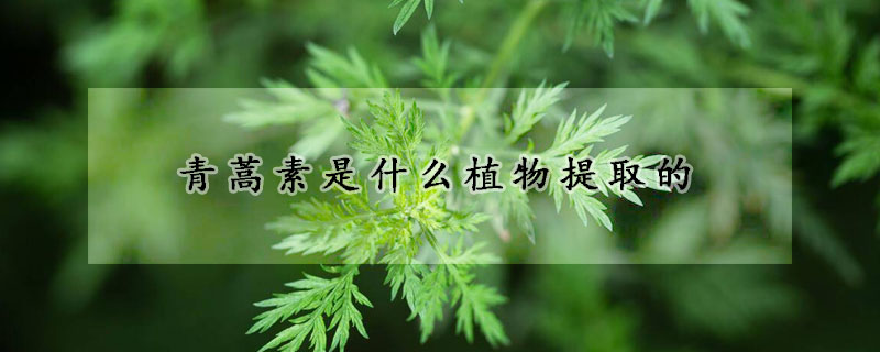 青蒿素是什麼植物提取的