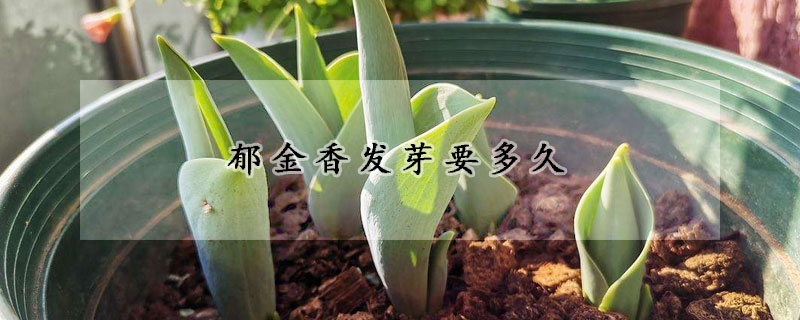 鬱金香發芽要多久