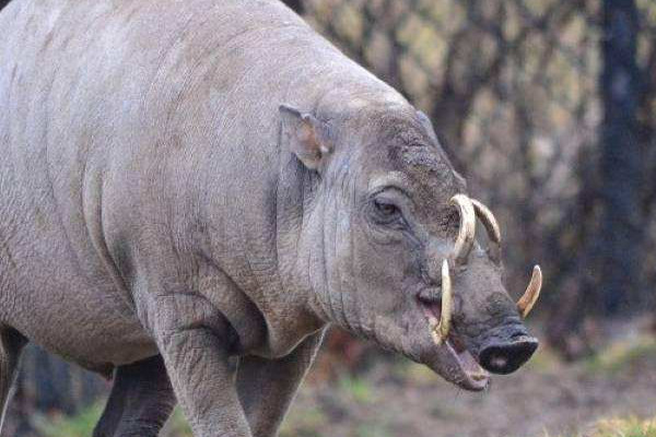 野豬有獠牙嗎