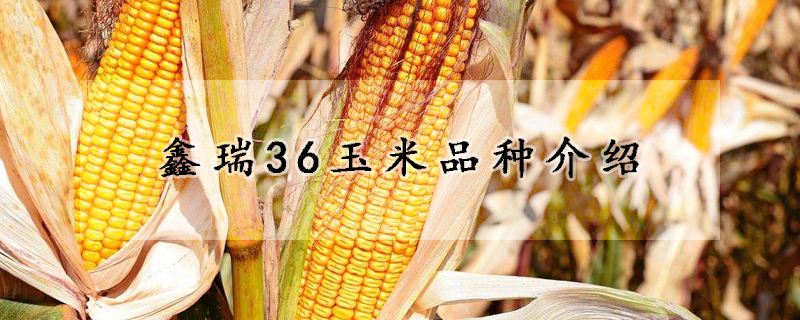 鑫瑞36玉米品種介紹