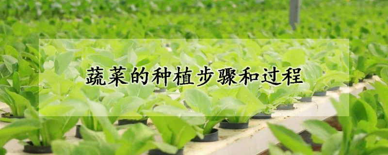 蔬菜的種植步驟和過程