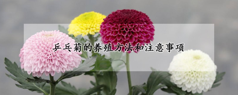 乒乓菊的養殖方法和注意事項