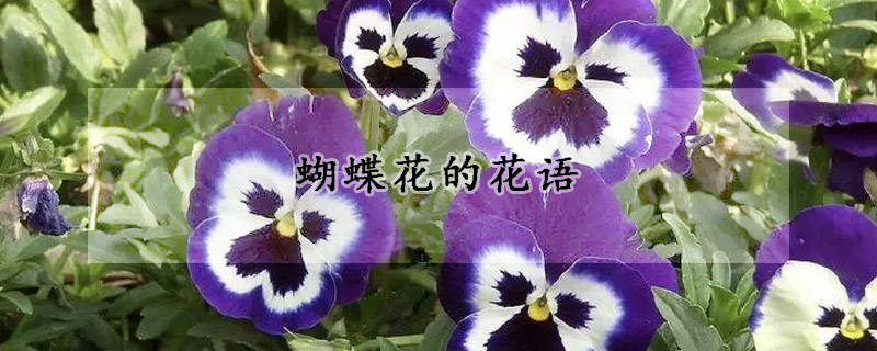 蝴蝶花的花語