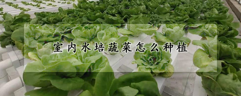 室內水培蔬菜怎麼種植